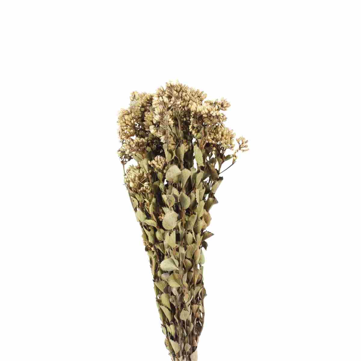 Chuvisco Natural Desidratado