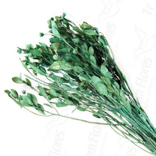 Alecrin Verde Desidratado