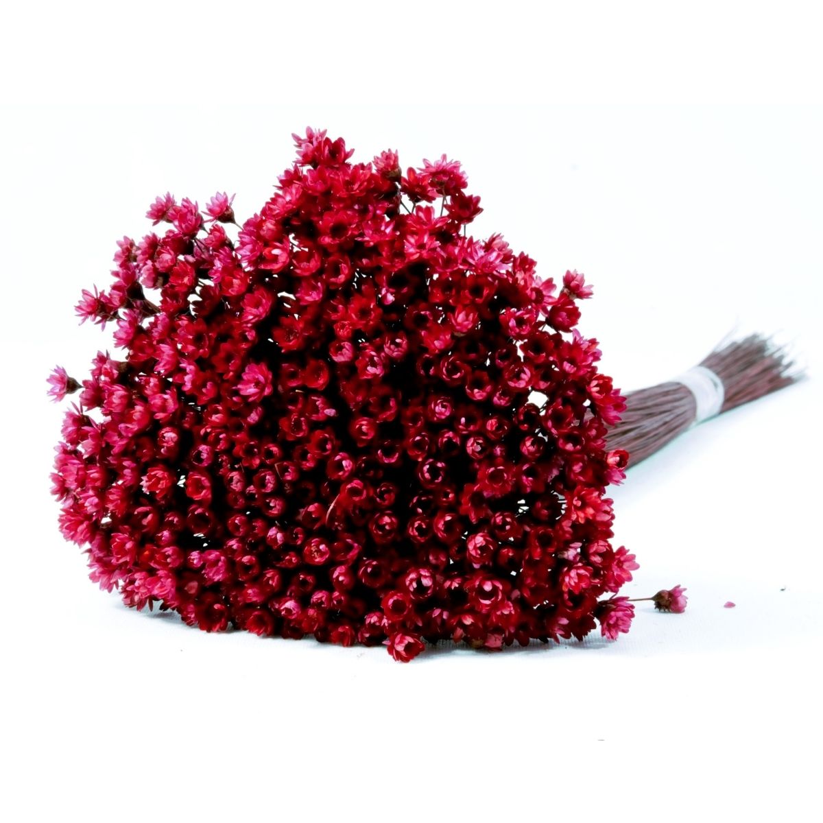 Planta Seca Sempre Viva Marsala