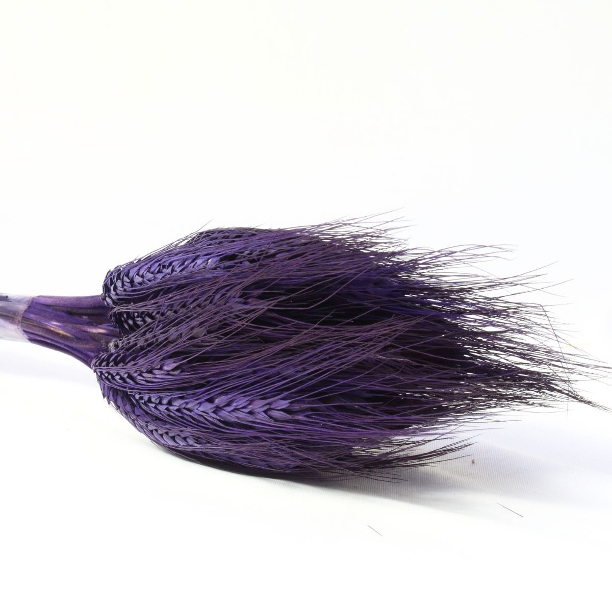 Planta Seca Trigo Colorido Roxo