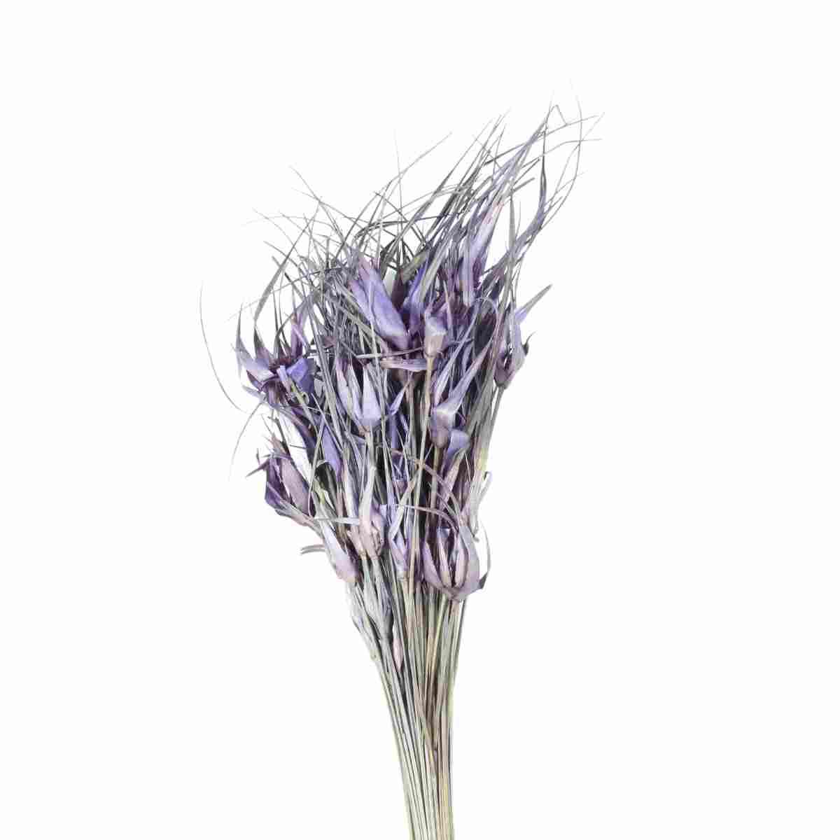 Capim Estrela Lilás Desidratado