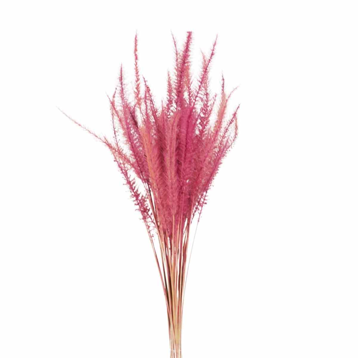 Capim Rabo de Esquilo Rosa