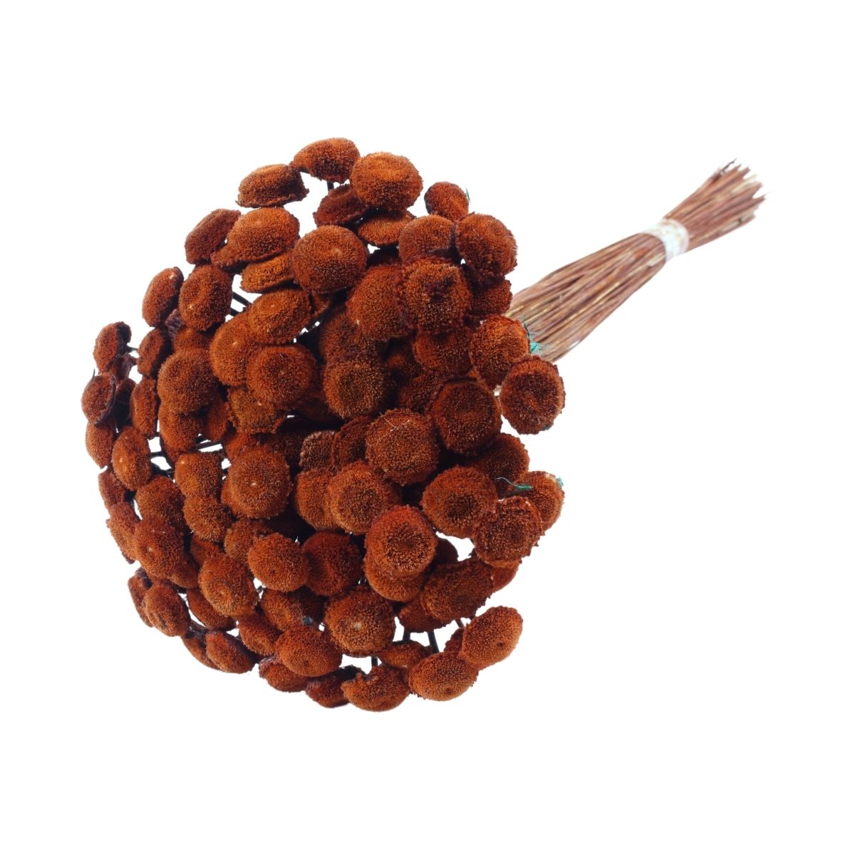 Planta Seca Botão Branco Desidratado Marsala