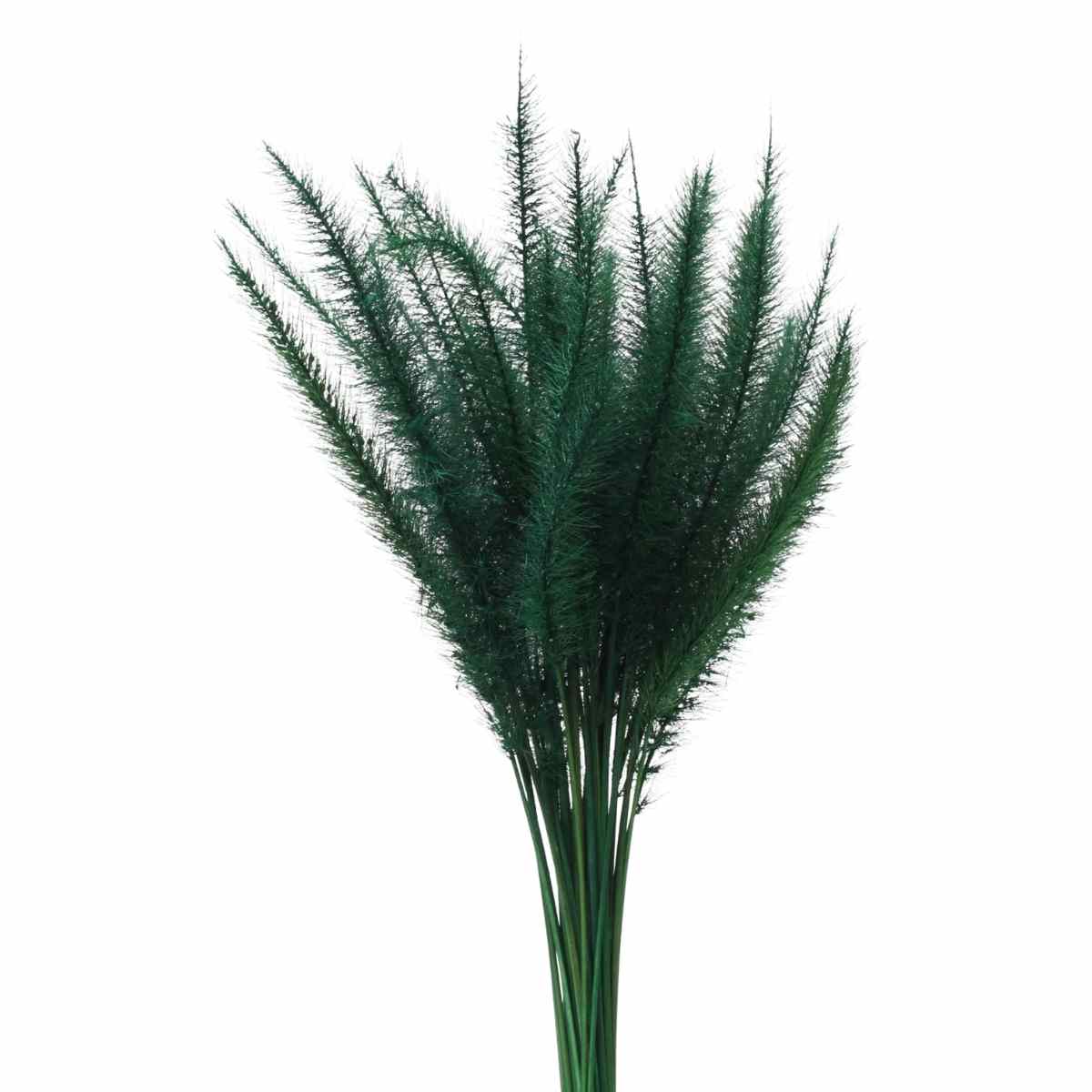 Capim Rabo de Esquilo Verde