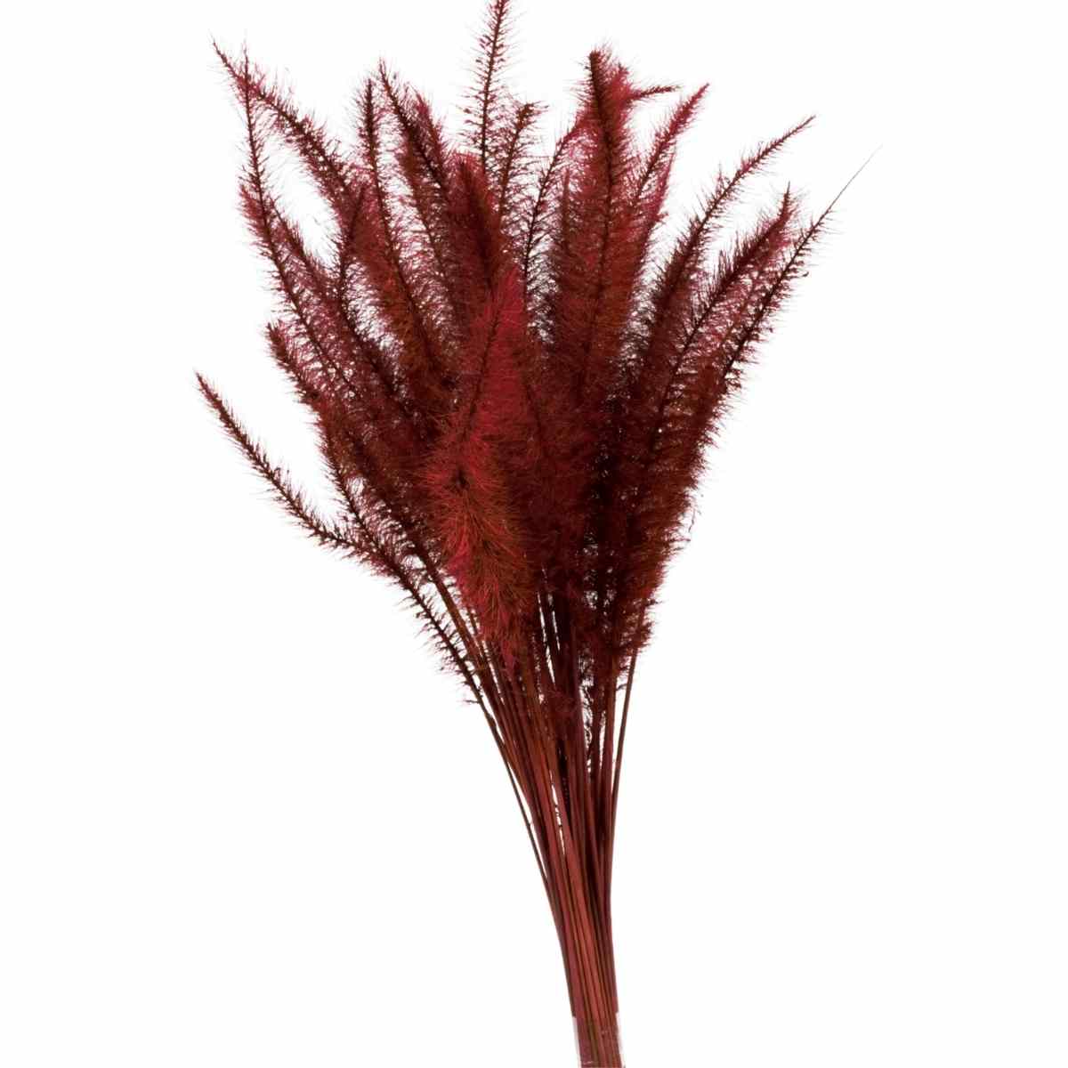 Capim Rabo de Esquilo Marsala