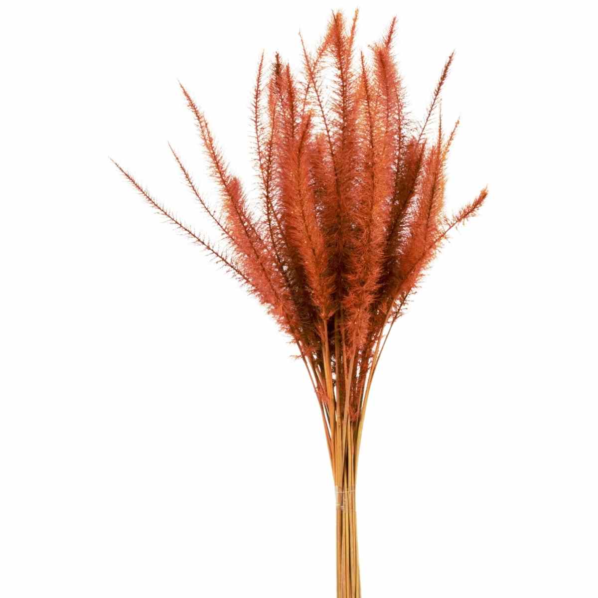 Capim Rabo de Esquilo Laranja