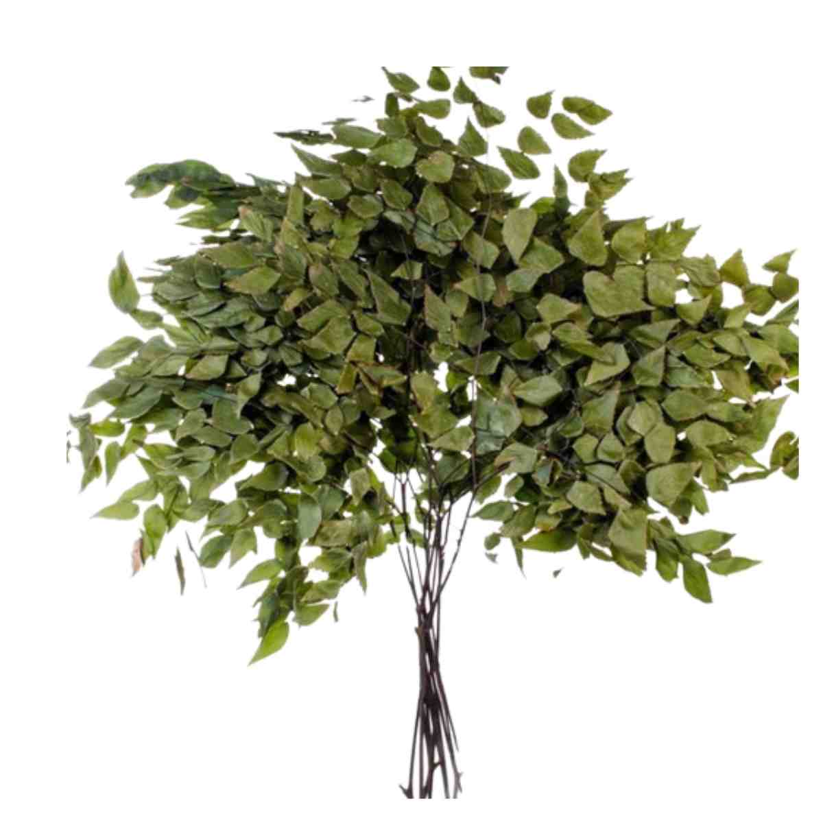 Avenca Natural Desidratado p/ Decoração