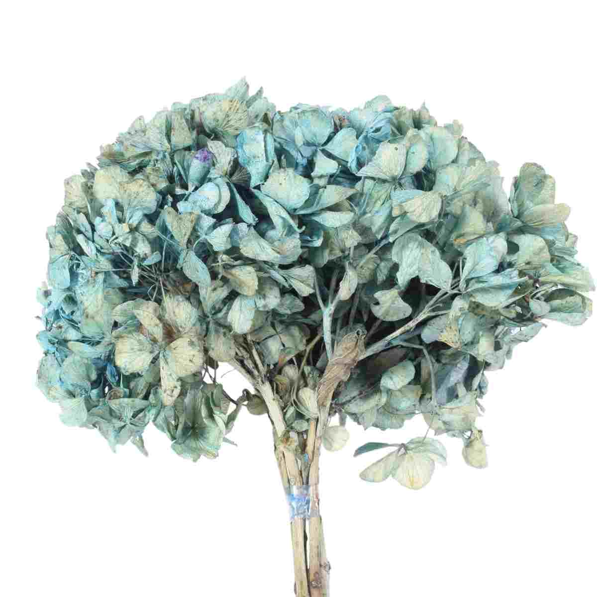 Hortência Azul Claro Desidratado