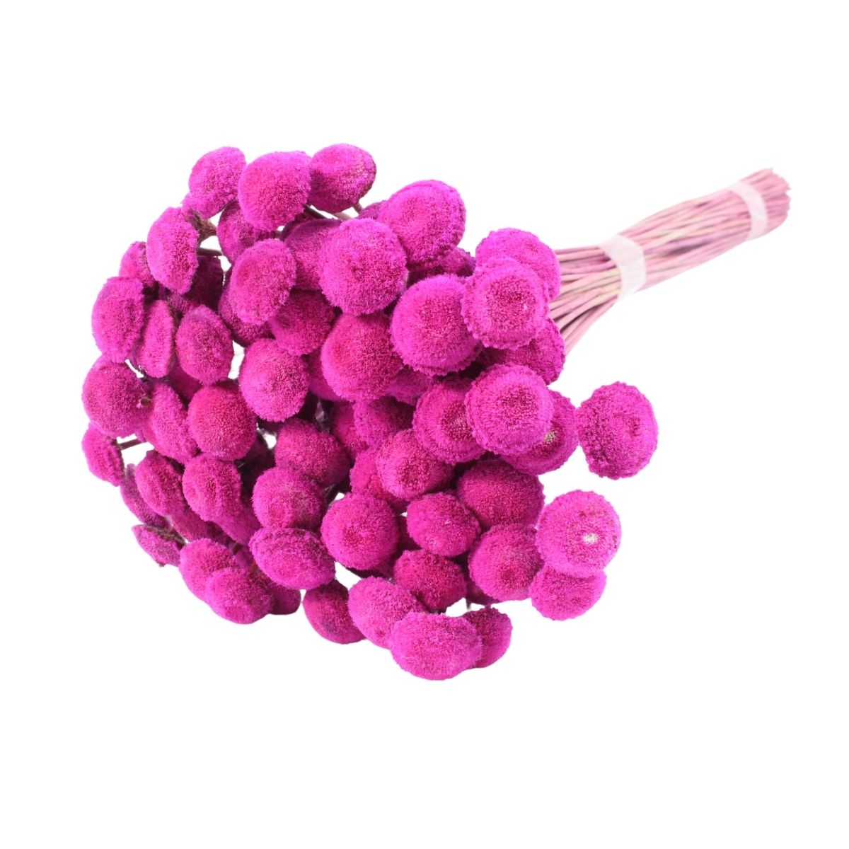 Planta Seca Botão Branco Pink 40cm