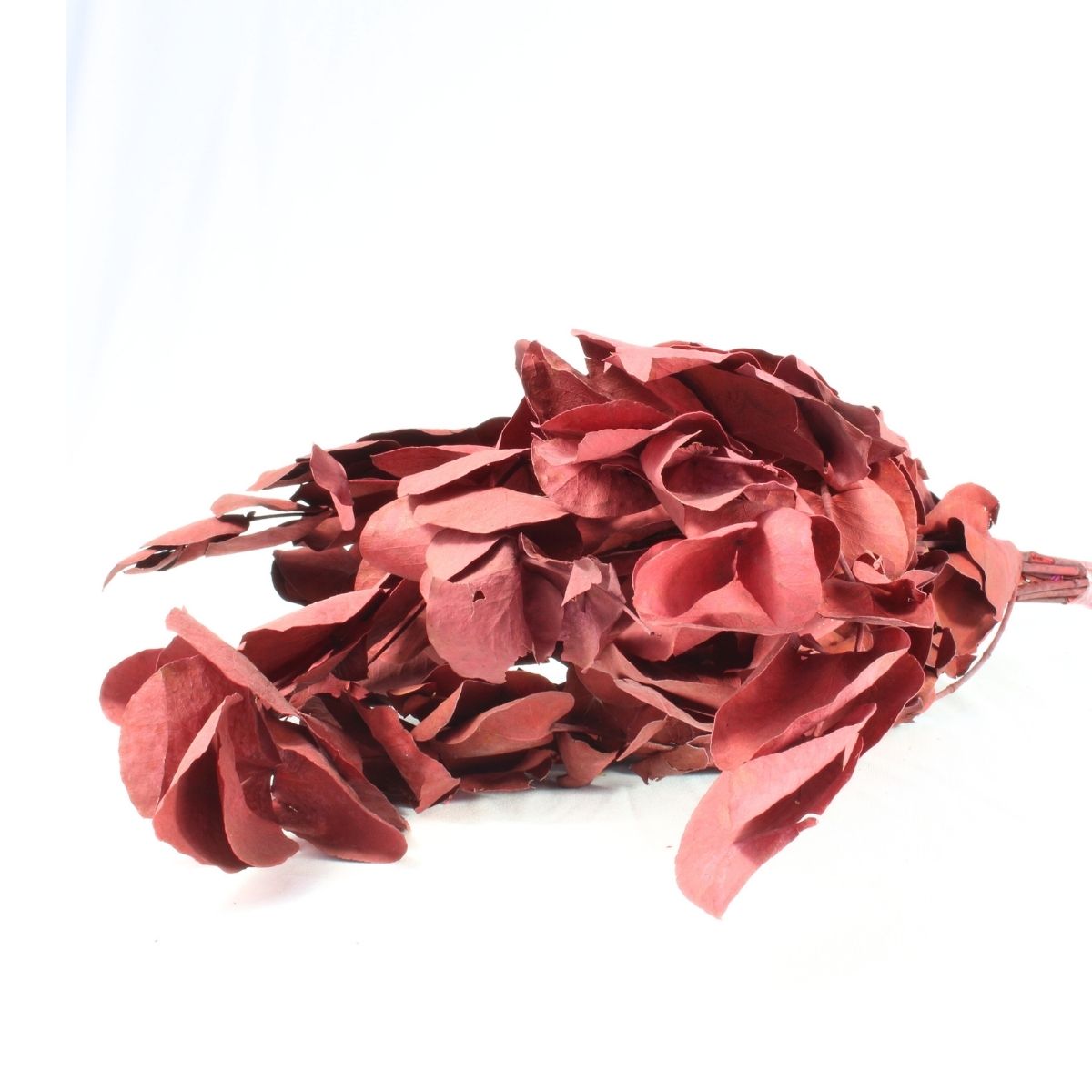 Eucalipto Vermelho Desidratado p/ Decoração