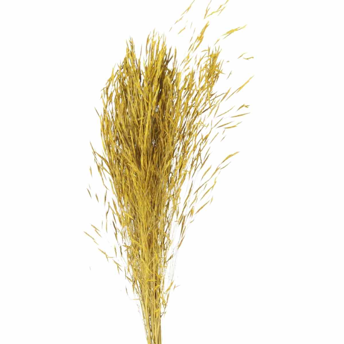 Planta Seca Capim Chorão Amarelo 60cm