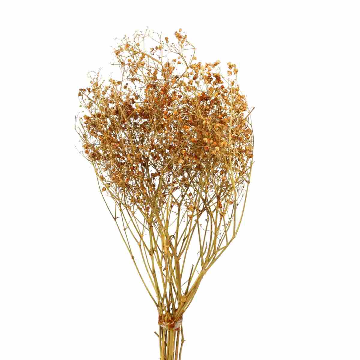 Sementinha Amarela Desidratada p/ Decoração