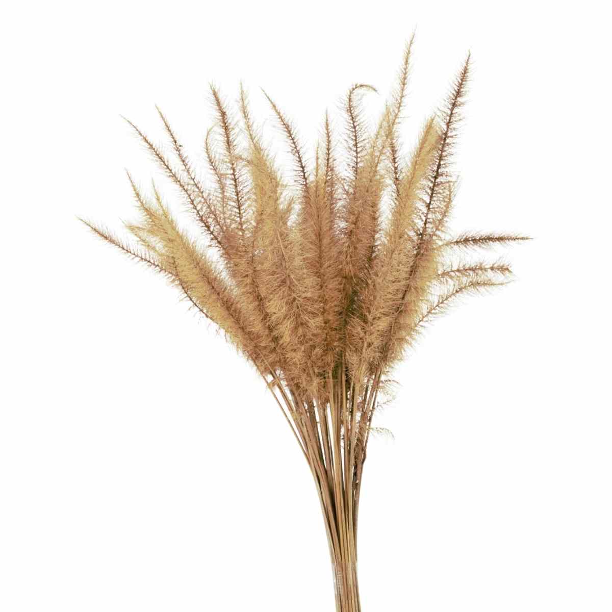 Capim Rabo de Esquilo Natural