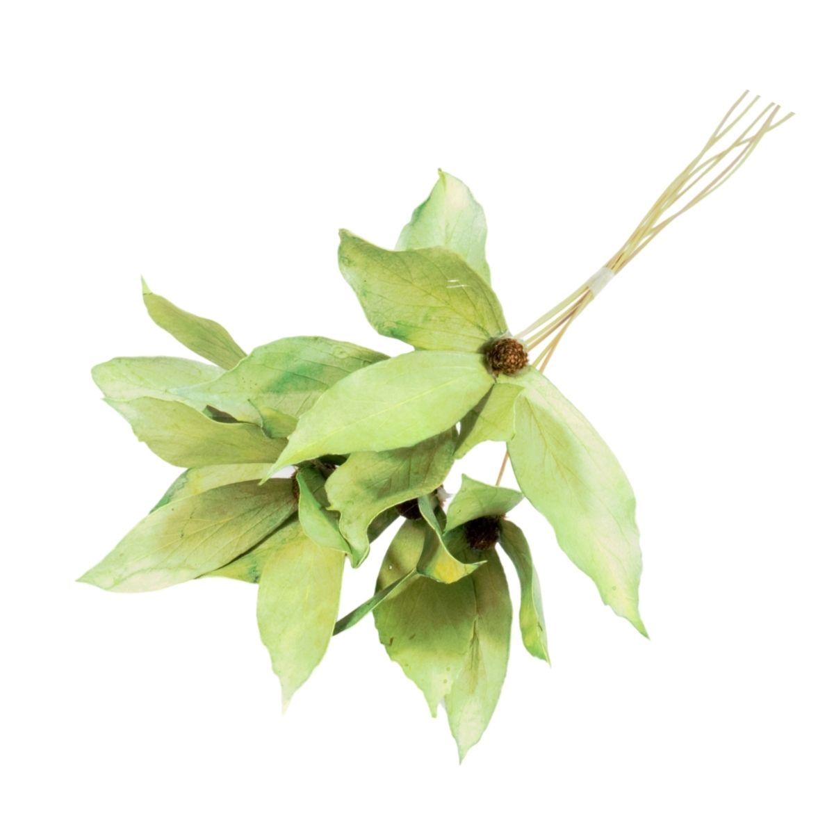 Planta Seca Flor de Carne de Vaca Verde Claro 60cm