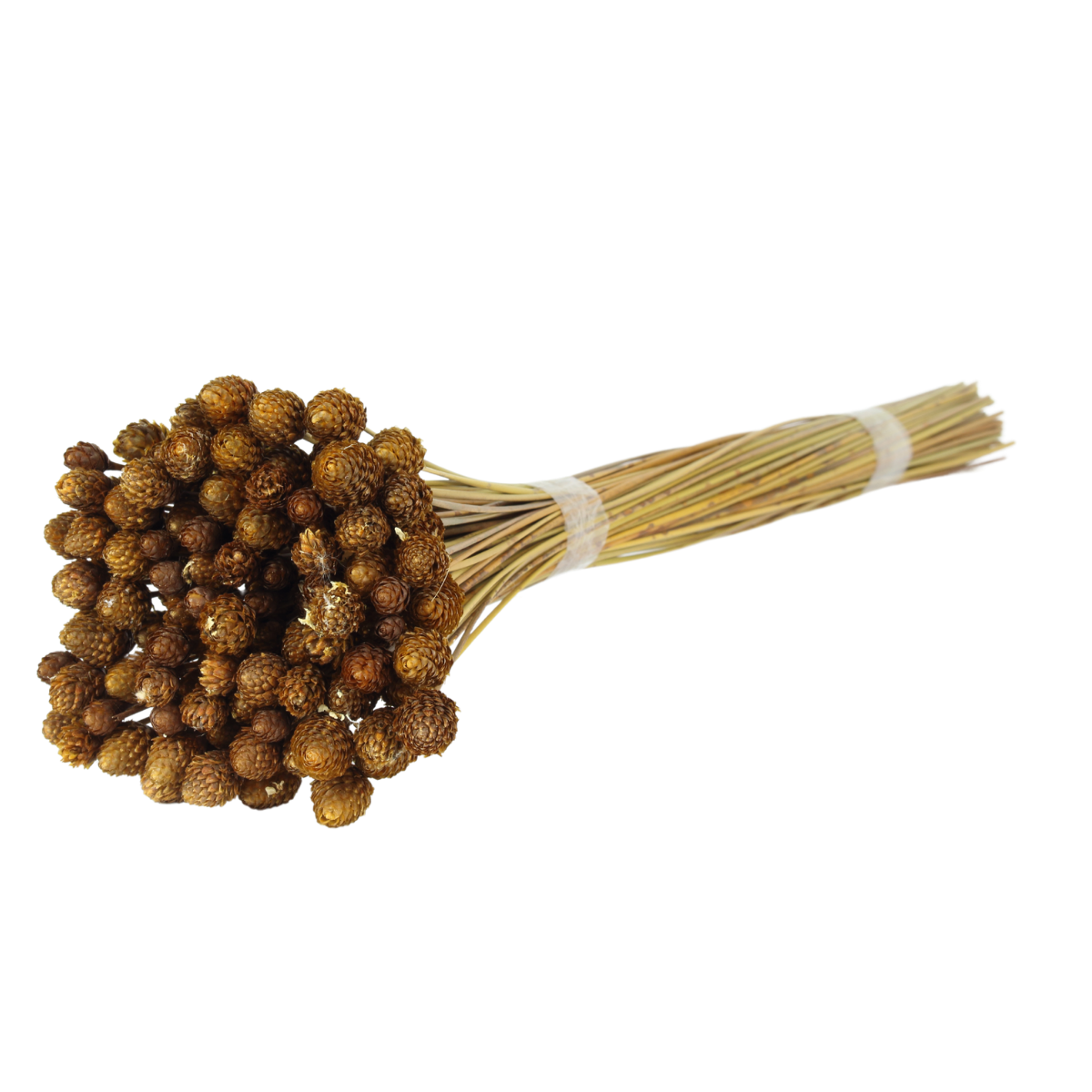 Planta Seca Botão Pimentinha Natural