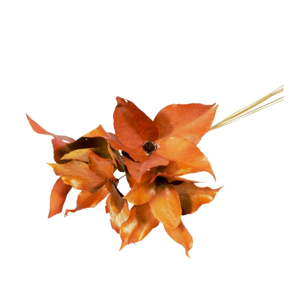 Planta Seca Flor de Carne de Vaca Laranja 60cm