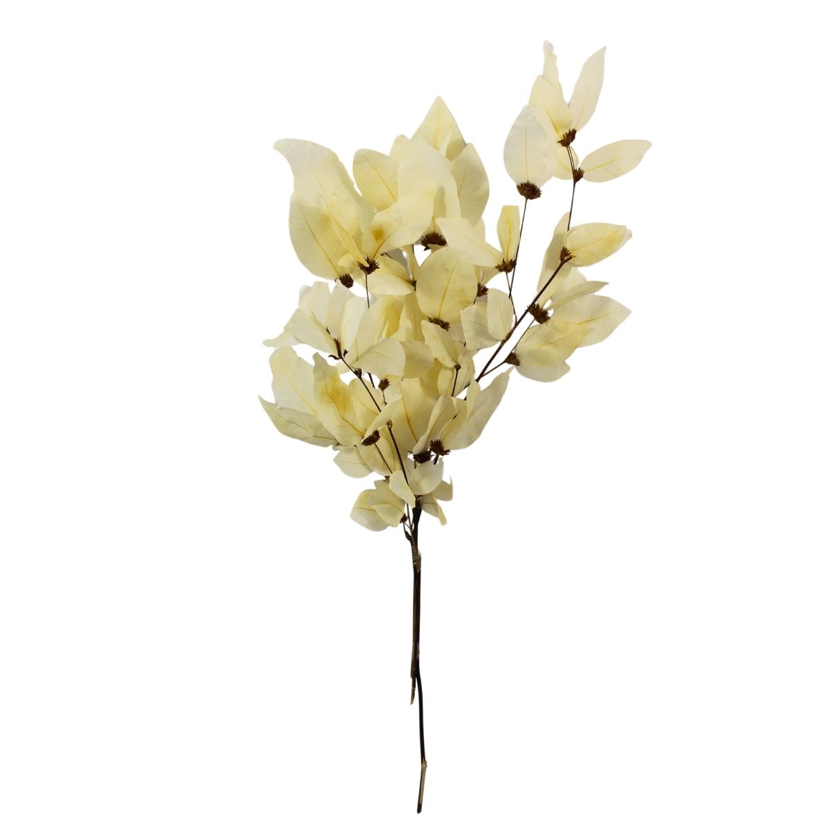 Planta Seca Buquê de Cagaita 50cm