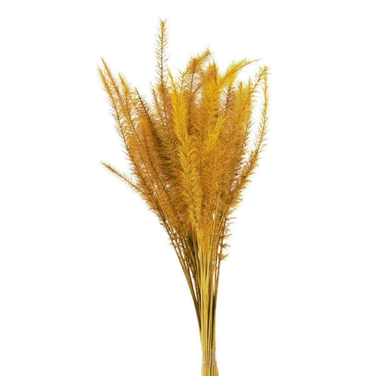 Capim Rabo de Esquilo Amarelo