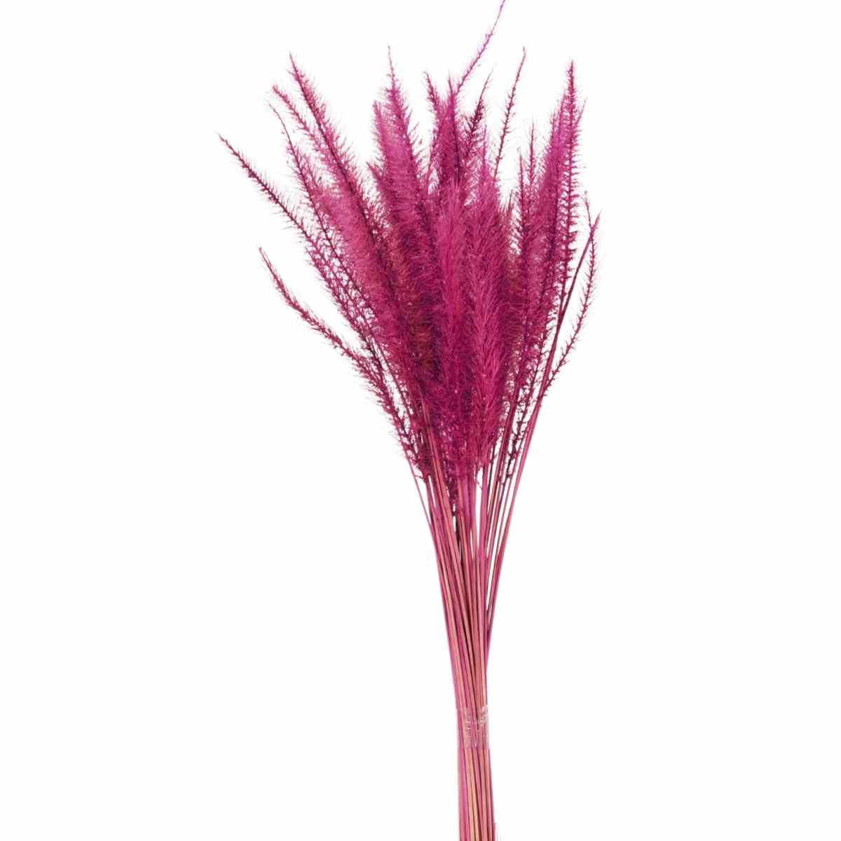 Capim Rabo de Esquilo Pink