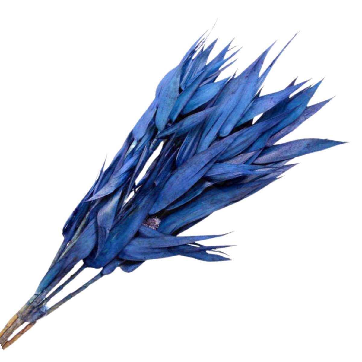 Planta Seca Capim Navalha Azul 55cm