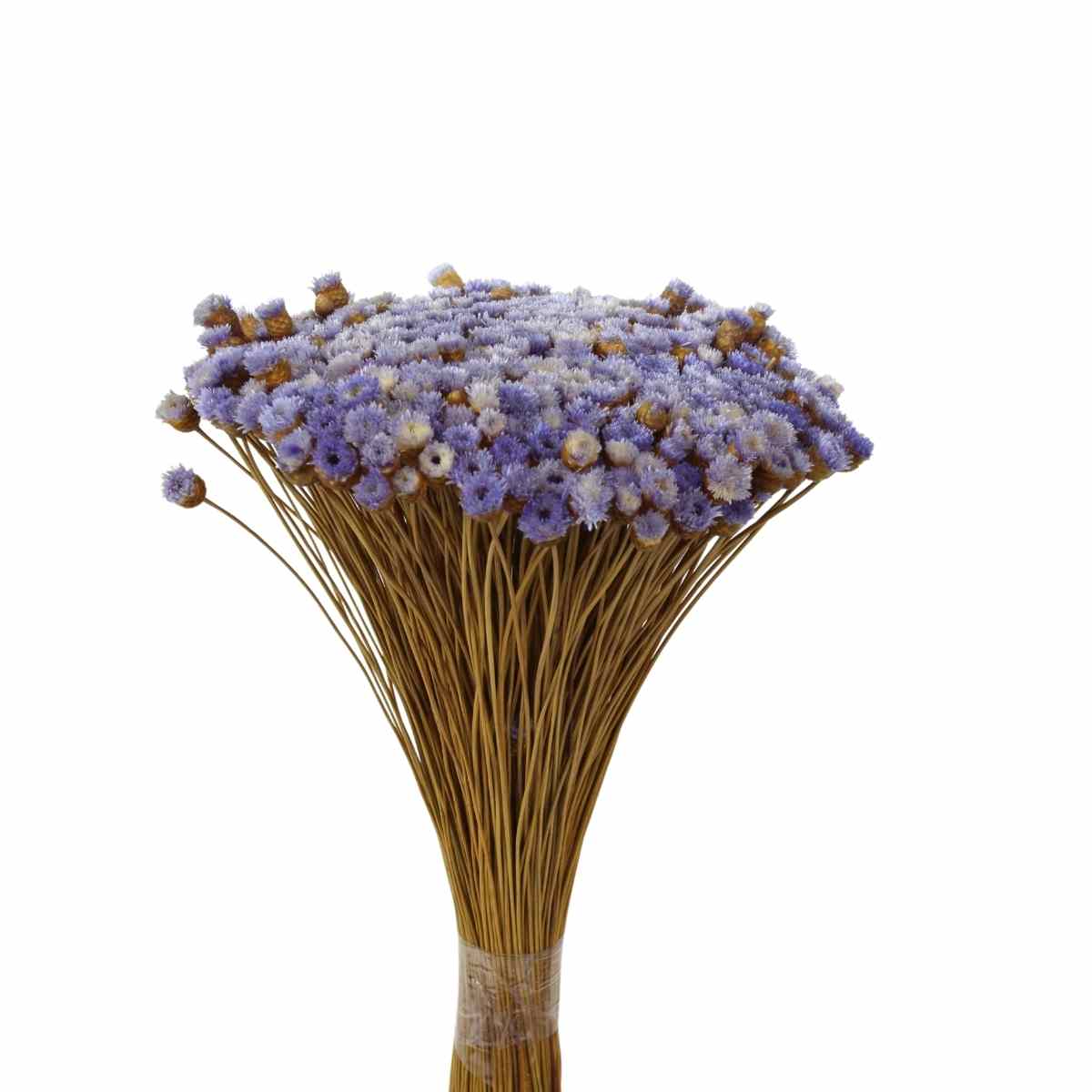 Planta Seca Botão Jazida Desidratado Lilás