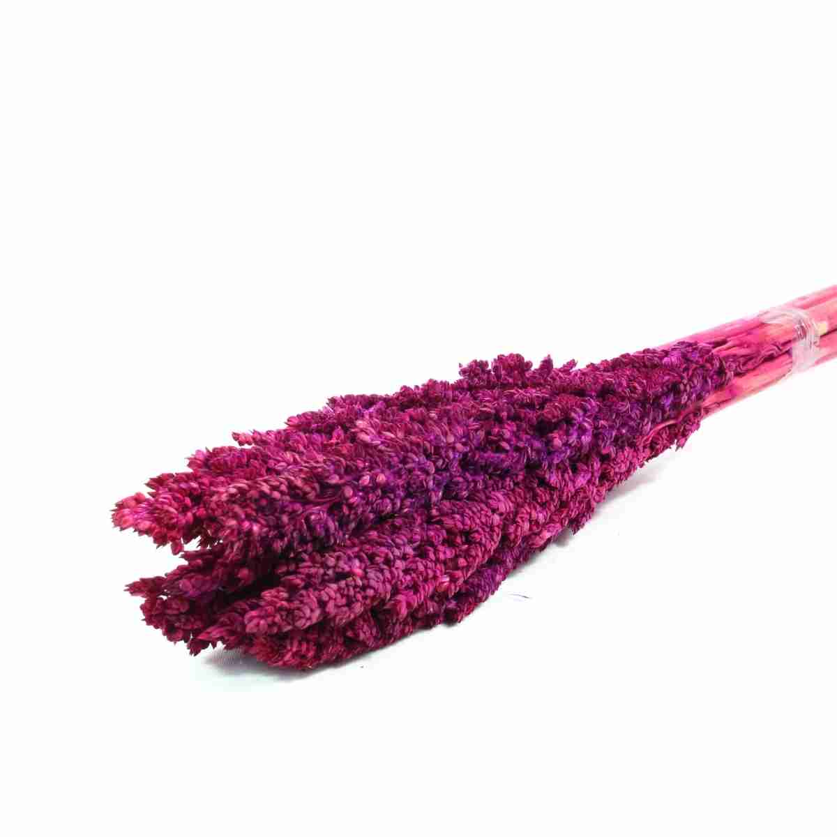 Planta Seca Sorgo Pink 60cm