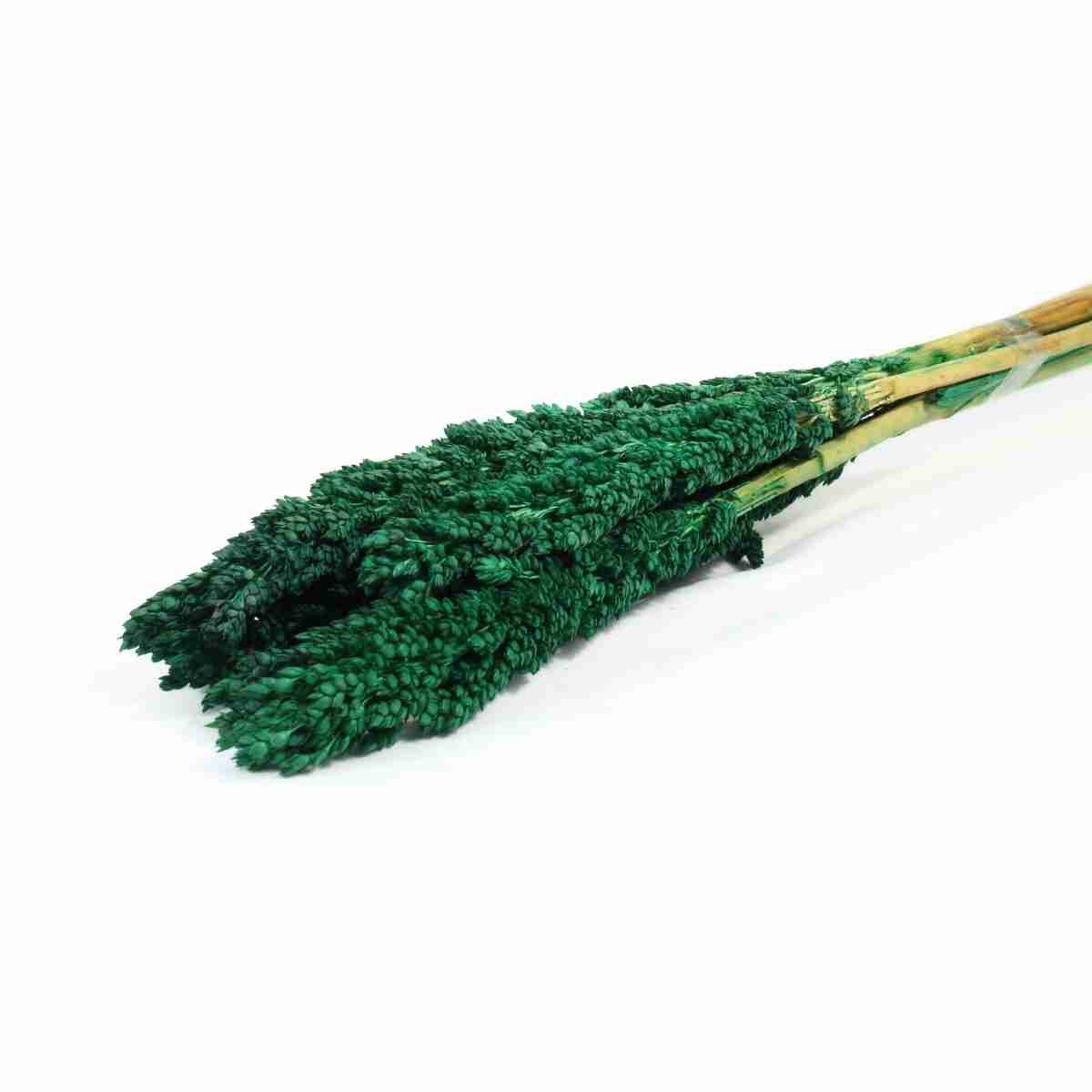 Planta Seca Sorgo Verde 60cm