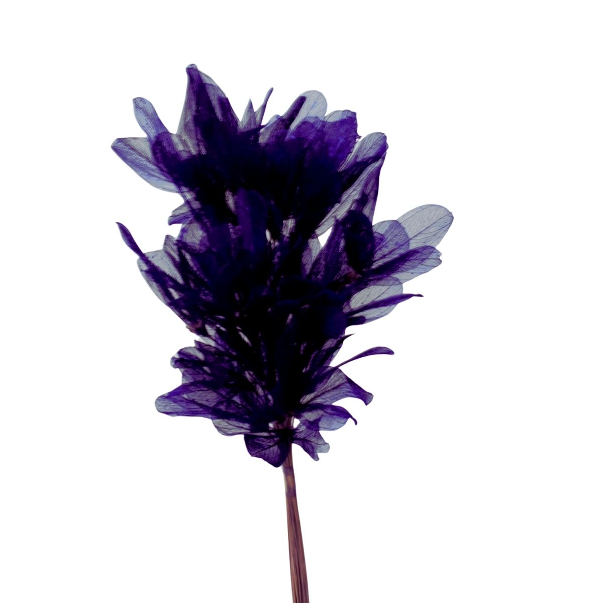 Planta Seca Folha Asa de Barata Roxo 50cm