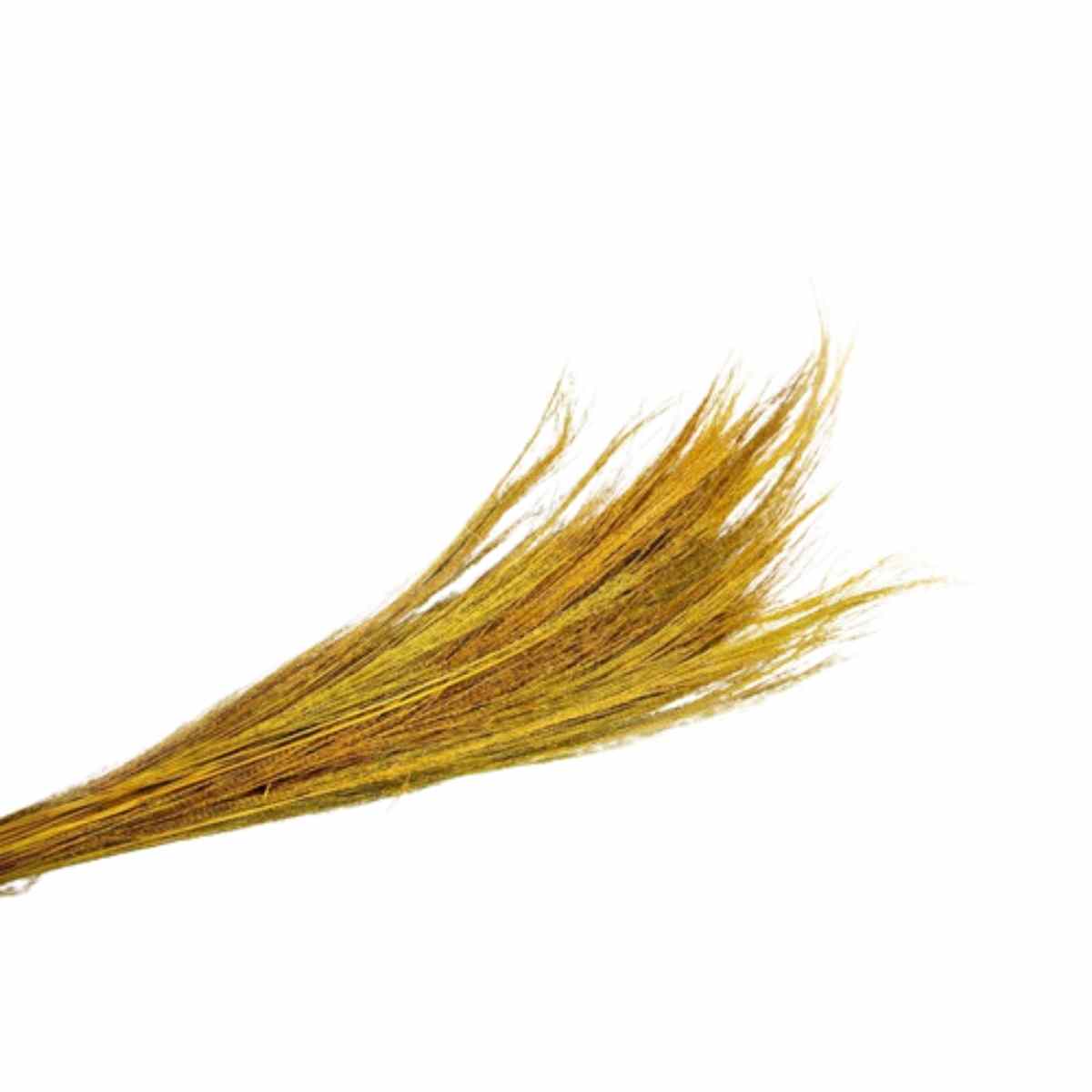 Capim Fio De Ouro - Amarelo