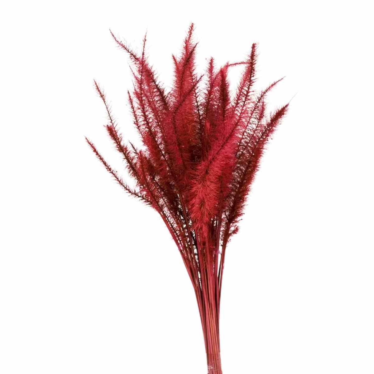 Capim Rabo de Esquilo Vermelho