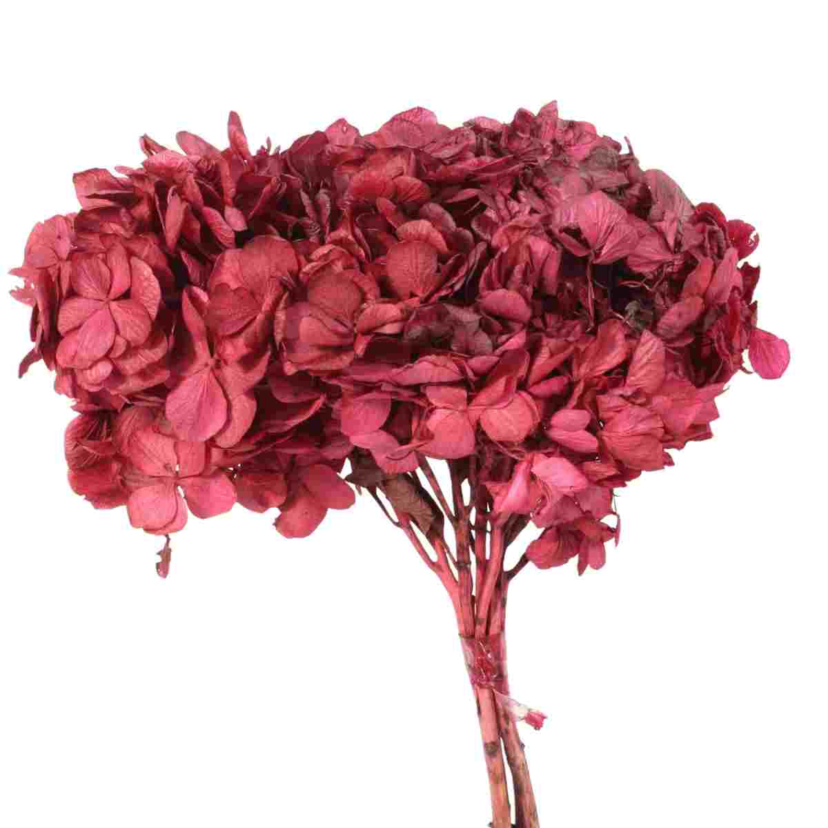 Hortência Pink Desidratado