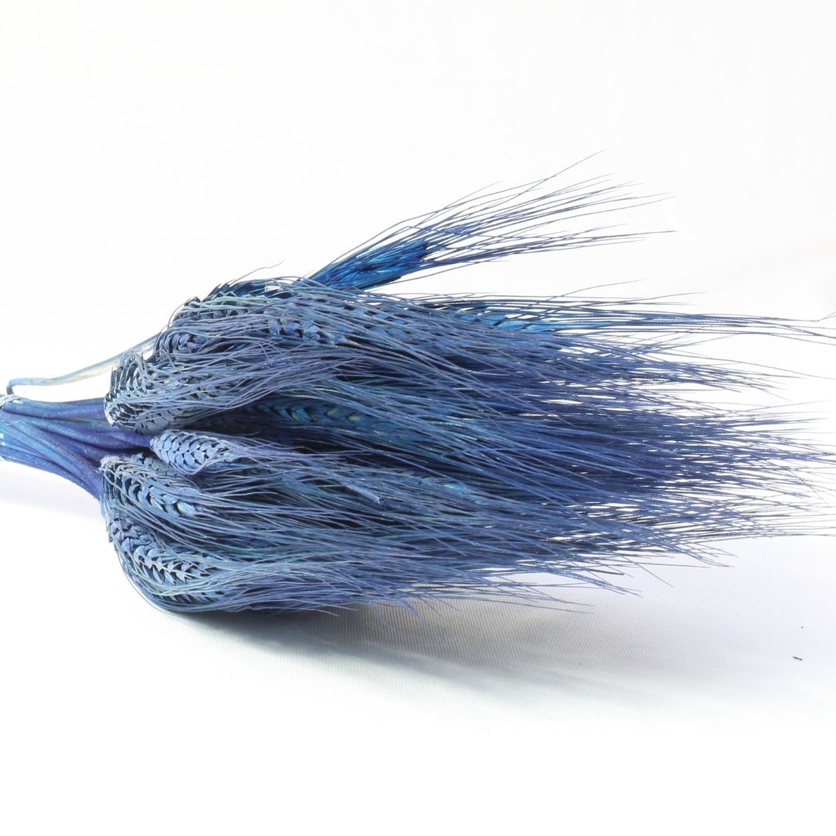 Planta Seca Trigo Colorido Azul