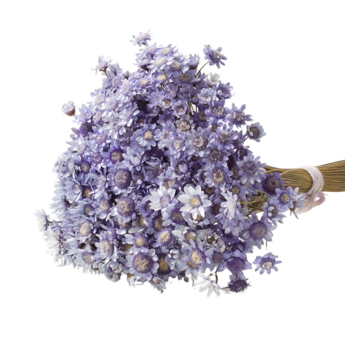 Planta Seca Sempre Viva Lilás