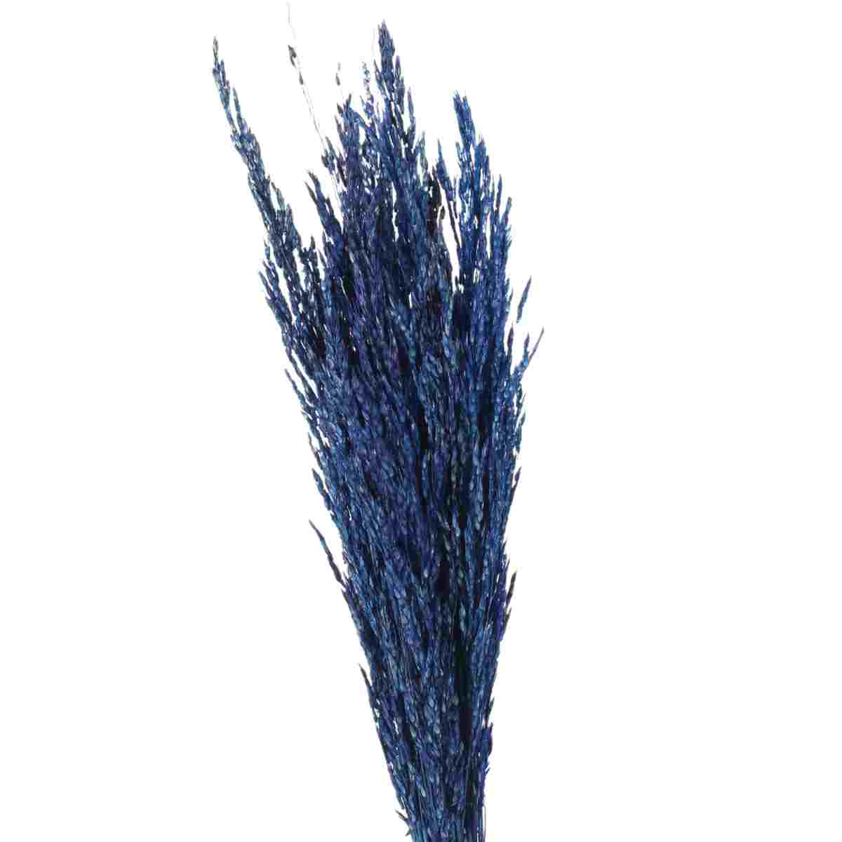 Planta Seca Capim Arroz do Cerrado Azul