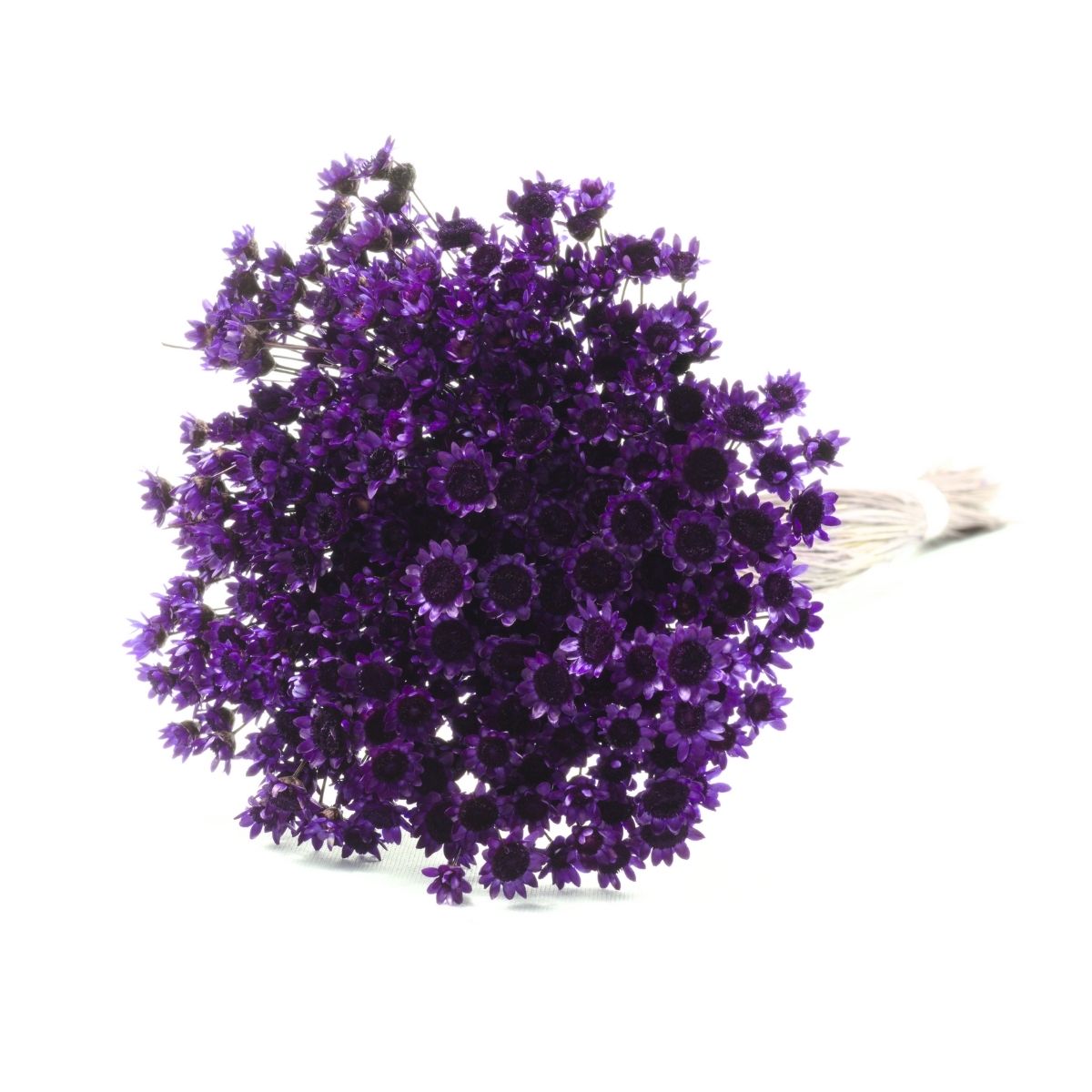 Planta Seca Sempre Viva Púrpura Uva