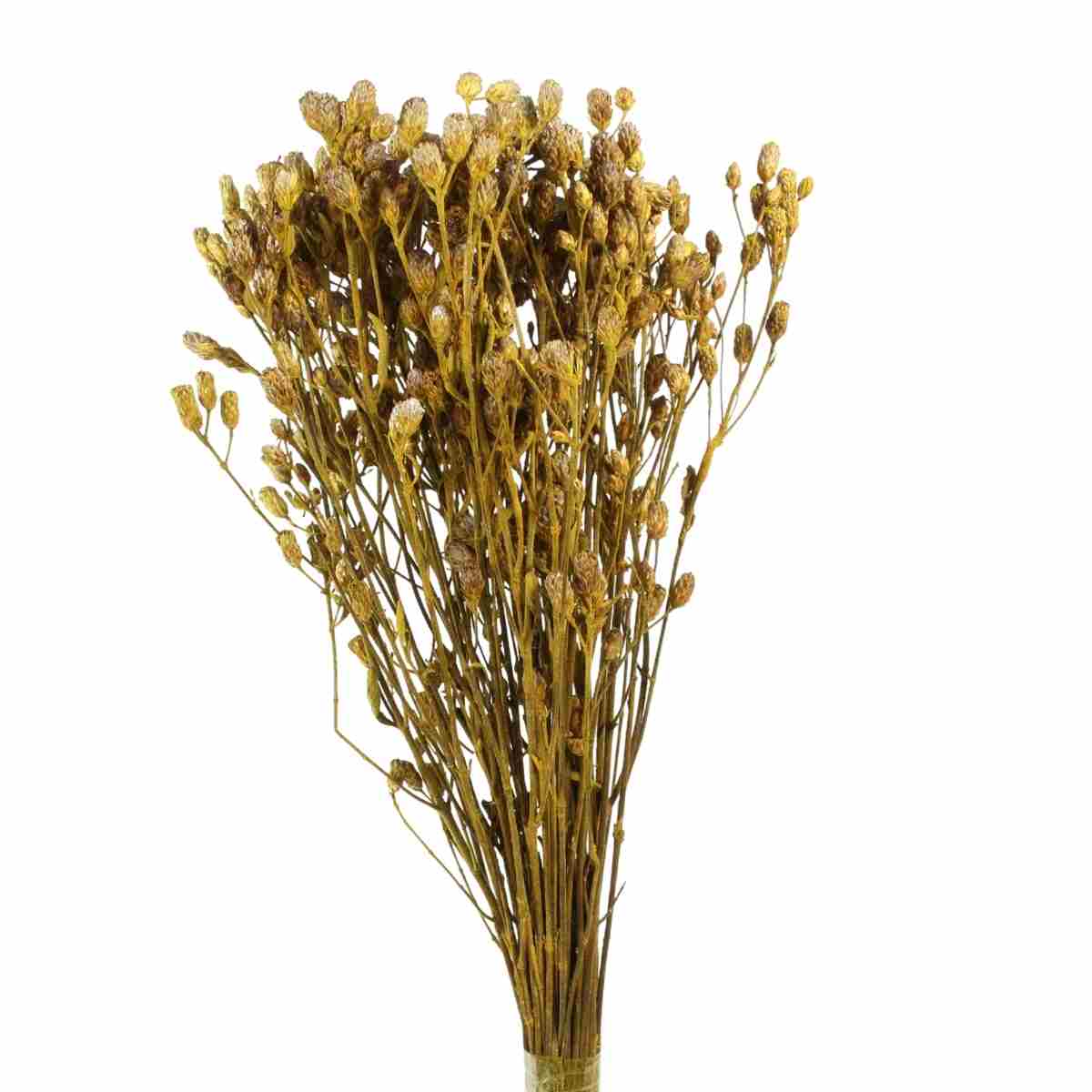 Planta Seca Romo Roxo Amarelo 50cm