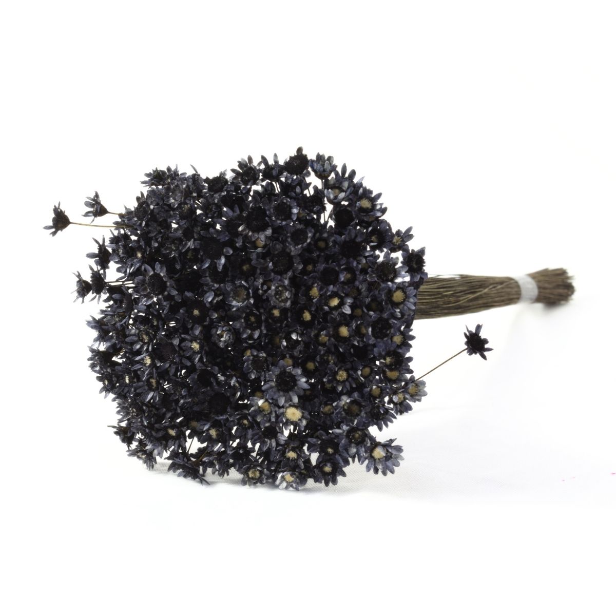 Planta Seca Sempre Viva Preta Desidratrada