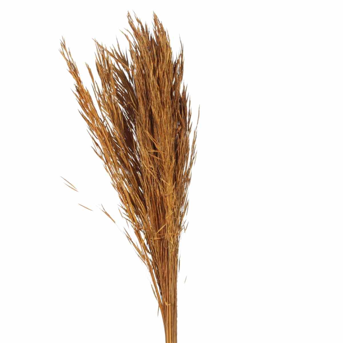 Planta Seca Capim Chorão Laranja 60cm