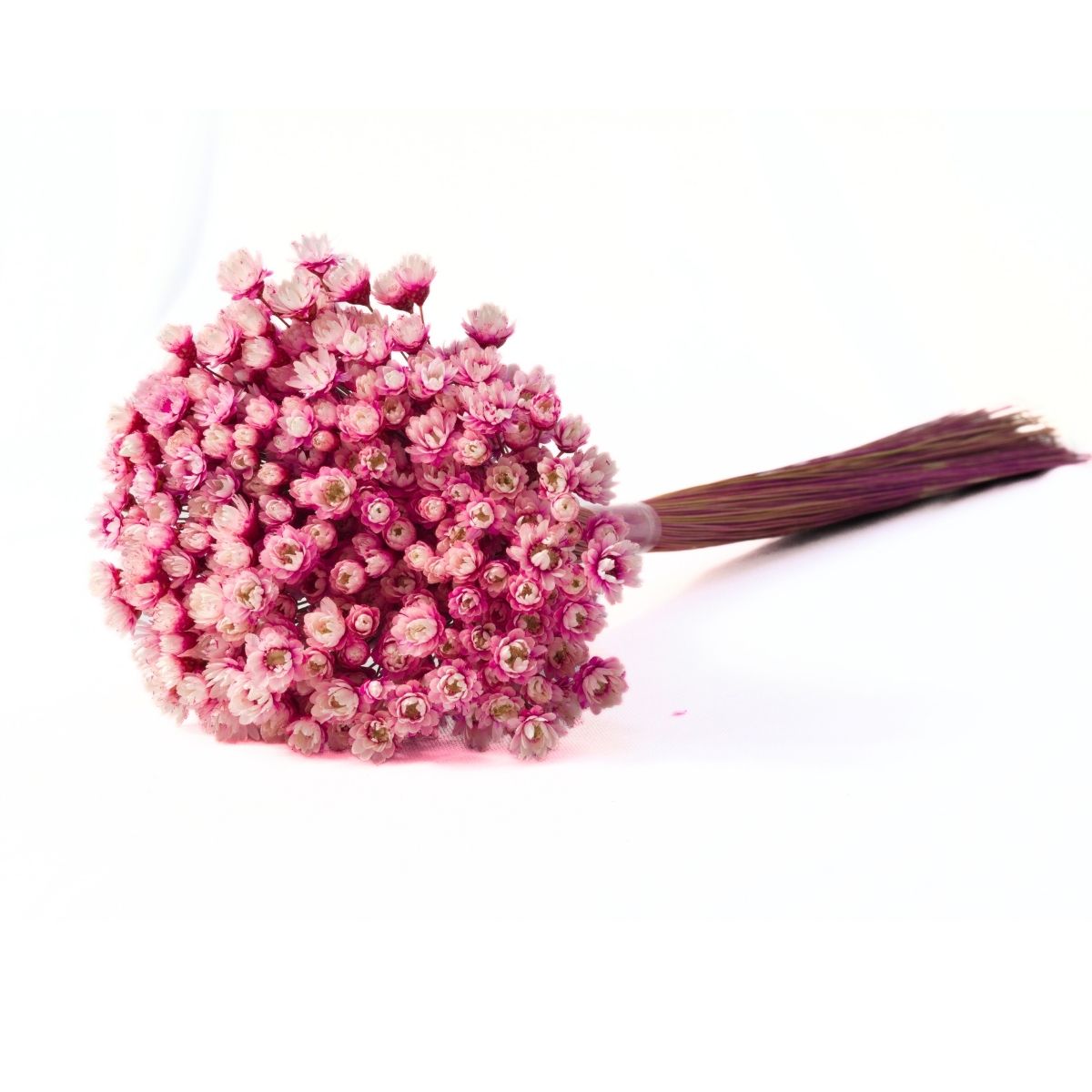 Planta Seca Sempre Viva Rosa 30cm