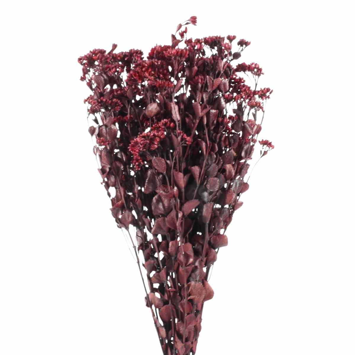 Chuvisco Vermelho Desidratado