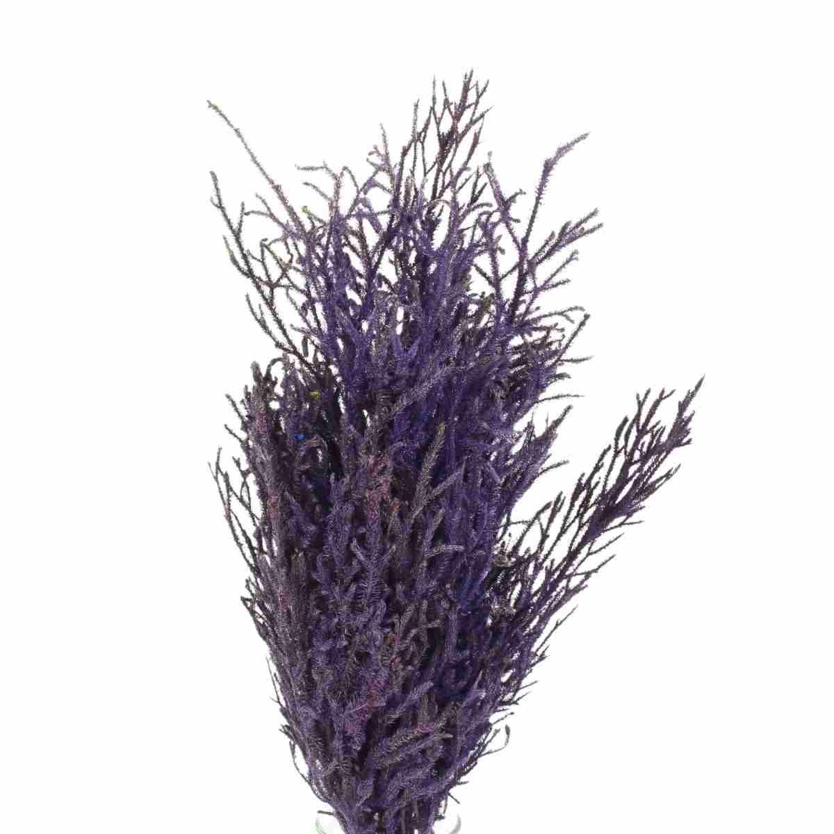 Pé de Sapo Roxo Desidratado p/ Decoração