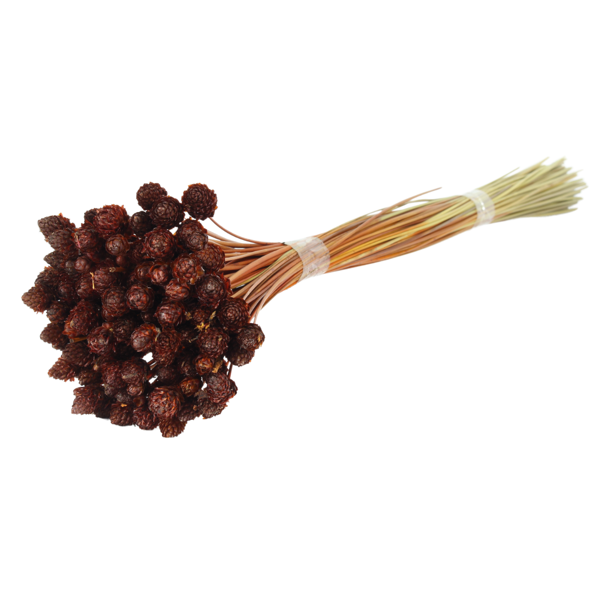 Planta Seca Botão Pimentinha Laranja