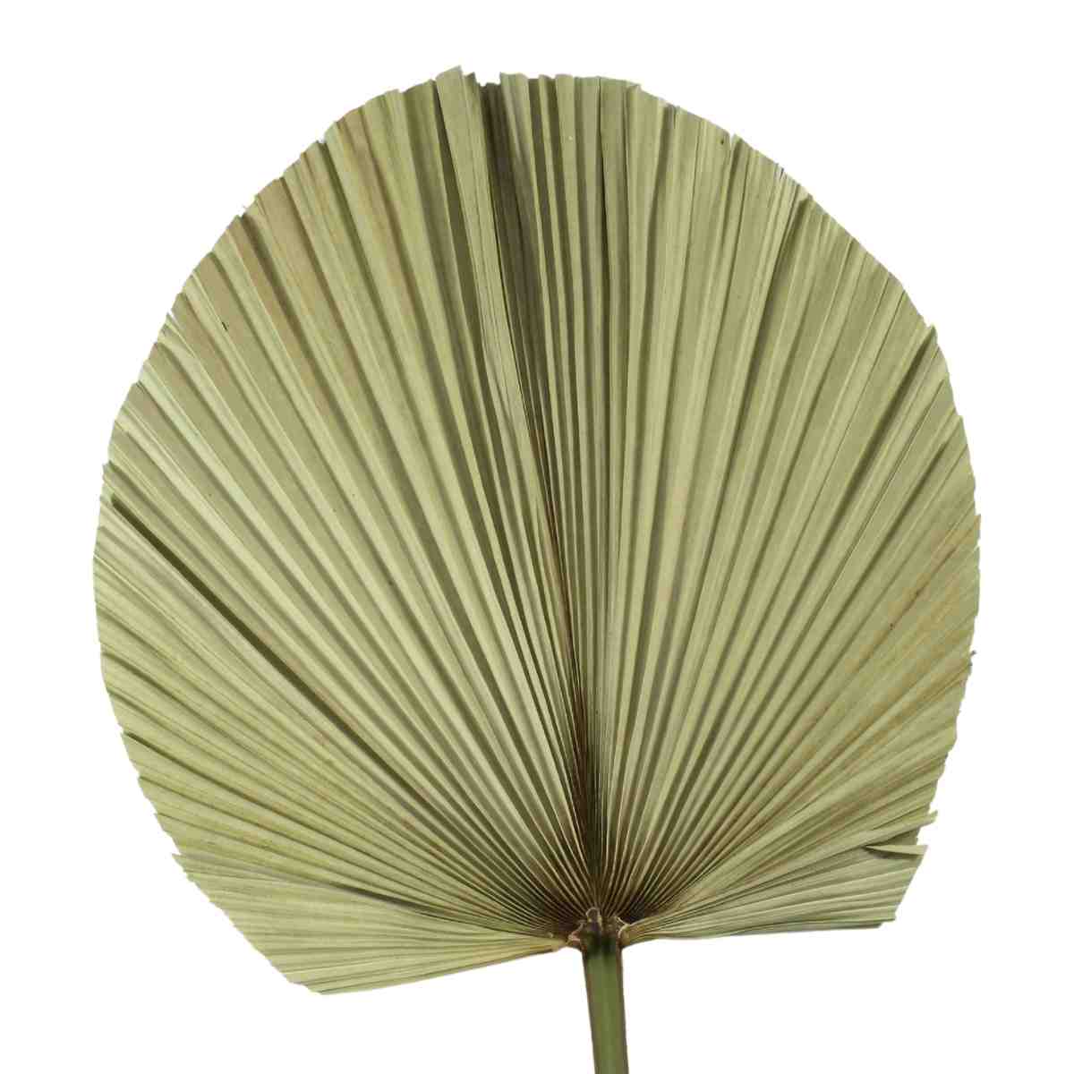 Planta Seca Latania Natural Grande 90cm
