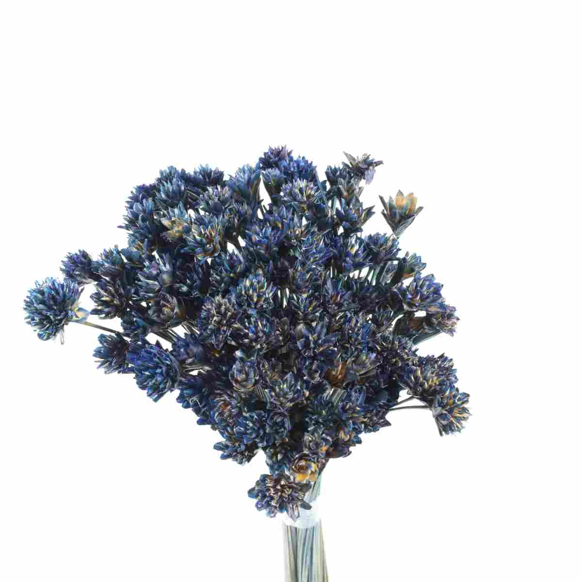 Planta Seca Botão Espeta Nariz Desidratado Azul