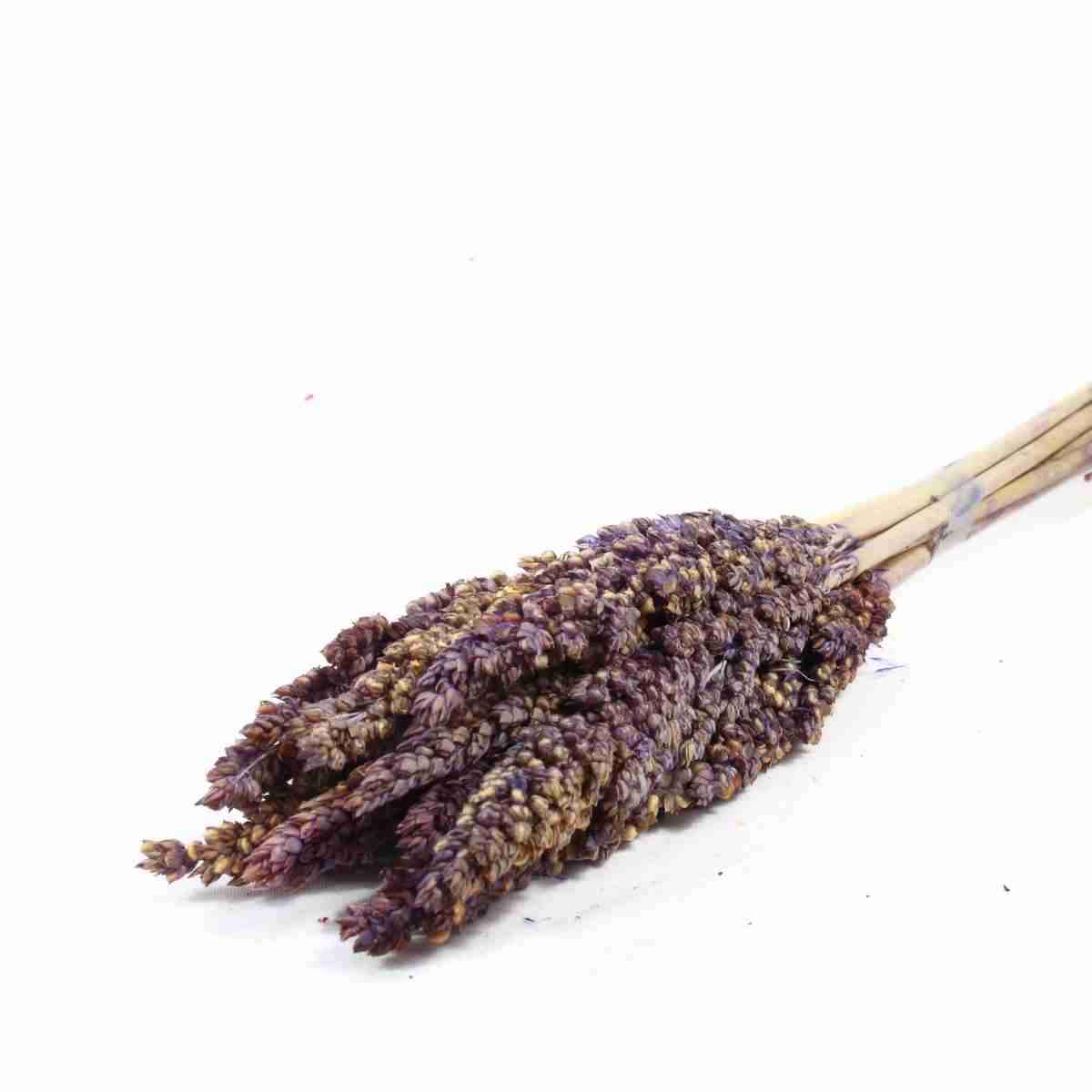 Planta Seca Sorgo Lilás 60cm