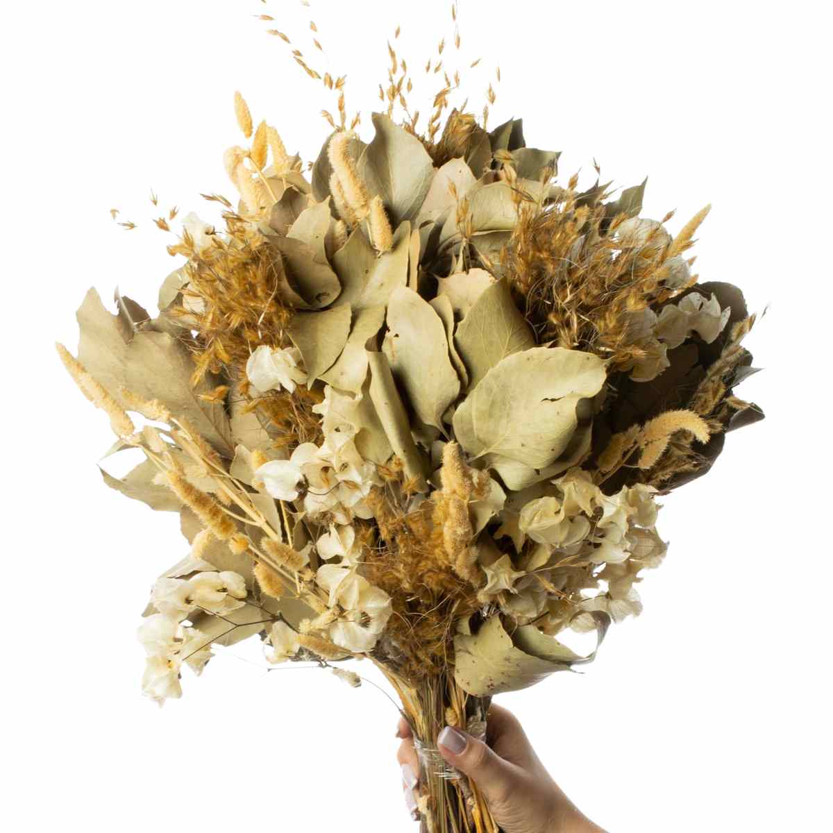 Buque de Flor Secas Desidratada Carne de Vaca Natural