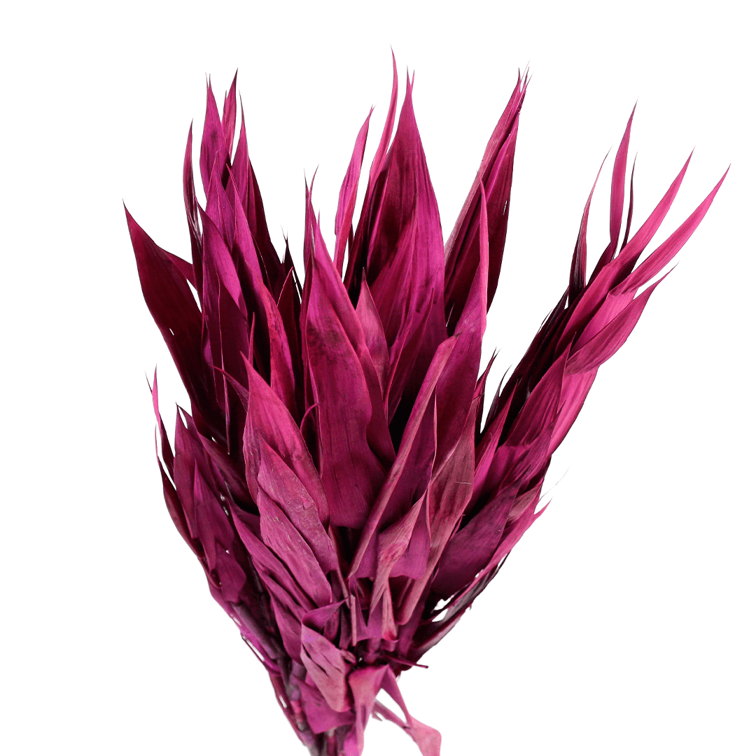 Capim Navalha Folha André Quice Rosa