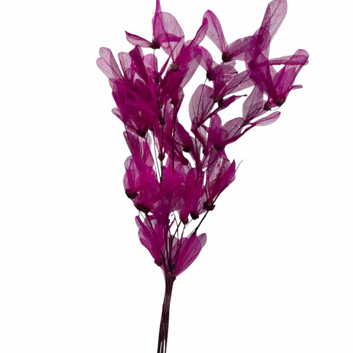 Planta Seca Folha Cabo Verde Esquelatizada Pink 50cm