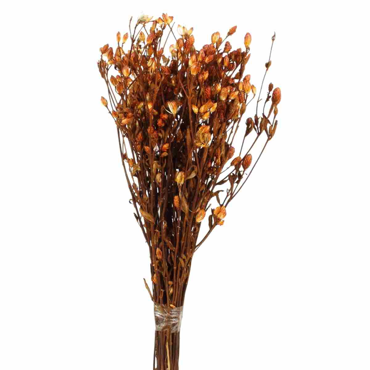 Planta Seca Romo Roxo Laranja 50cm