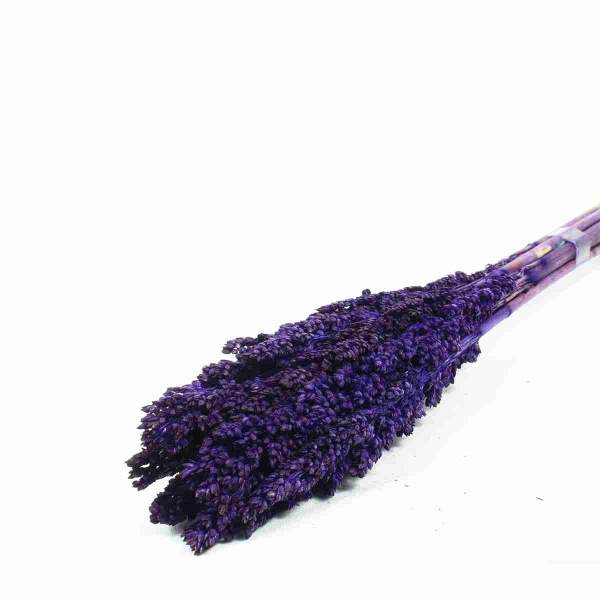 Planta Seca Sorgo Roxo 60cm